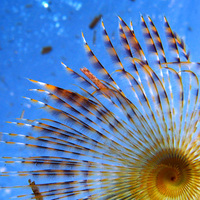 Underwater Skies—2008. The gallery of underwater photography of the North Aegean Sea in Greece.